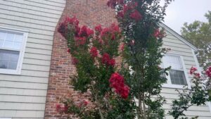 Alec Baldwin Instagram - LAST DAYS OF SUMMER:
I’ve waited three Summers for these trees to bloom. I have been given a few names for this Crepe Myrtle. Dynamite. Firecracker.
I love this color. A true red.