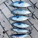 Aleksandr Tarasov Instagram - Рыбка клюет!! Накормил всю семью Мальдивским тунцом!🎣🍣 Soneva Fushi