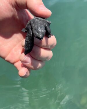 Alex Høgh Andersen Instagram - These past few days I’ve had the immense pleasure of following the incredible work of @tcecserangan - an amazing conversation and education centre that rescues and rehabilitate sea turtles. They also help secure the safety of unhatched eggs threatened by climate change, light pollution and poaching. 

YOU CAN ALSO HELP 🐢

Visit @gatetonature_ and the link in my bio to adopt a baby sea turtle. You’ll support some great, local and authentic people working hard to help a truly challenged species.

Thank you and all the best ✌🏼❤️🐢