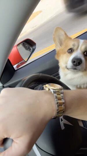Alex Sparrow Instagram - My copilot is back 😍 My little treasure with big ears and huge heart ❤️