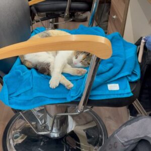 Alexander Dreymon Instagram - “CC” is our set mascot. She was a stray; now, she’s part of the TLK fam.
She likes to sleep...cuddle...cuddle while she sleeps...and to sleep while being cuddled. (She pretends to be in love with me, but really, any lap will do...)
If you watch season 5 carefully, you might spot her passed out somewhere in the back of a shot.  #cat #purr #catsofinstagram #adoptdontshop