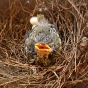 Alexandre Garcia Instagram - O vento derrubou o ninho. Agora fica na creche aqui em casa, até que possa enfrentar o mundo sozinho.