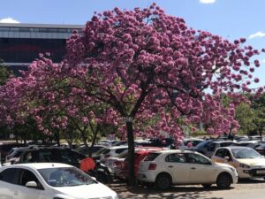 Alexandre Garcia Instagram - Floradas de ipê por Brasília inteira. Aí no estacionamento perto do escritório da minha empresa.