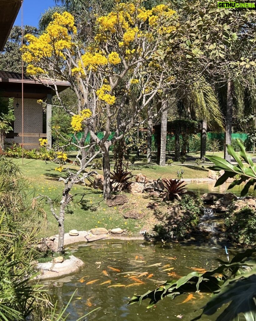 Alexandre Garcia Instagram - Agosto é amarelo no Planalto Central. Cores no ar e na água.