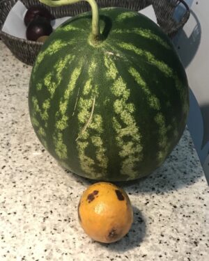 Alexandre Garcia Instagram - Melancia e maracujá aqui de casa, onde até os vegetais são verde-e-amarelo.🇧🇷