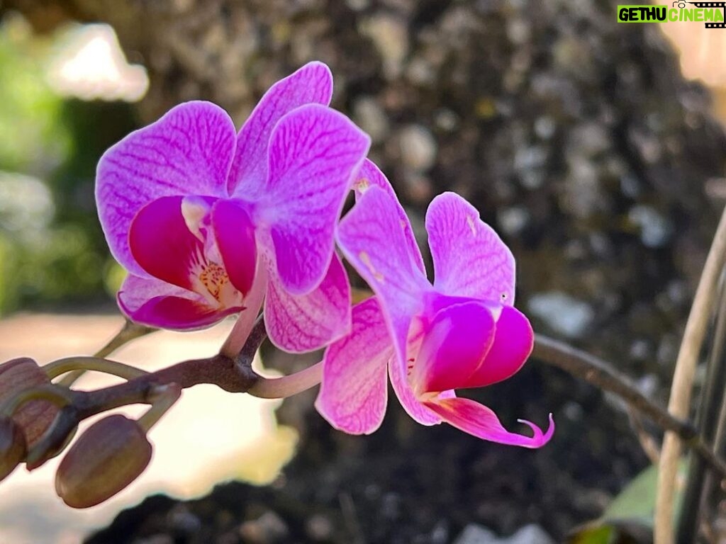 Alexandre Garcia Instagram - Minha homenagem aqui de casa no dia do orquidófilo.