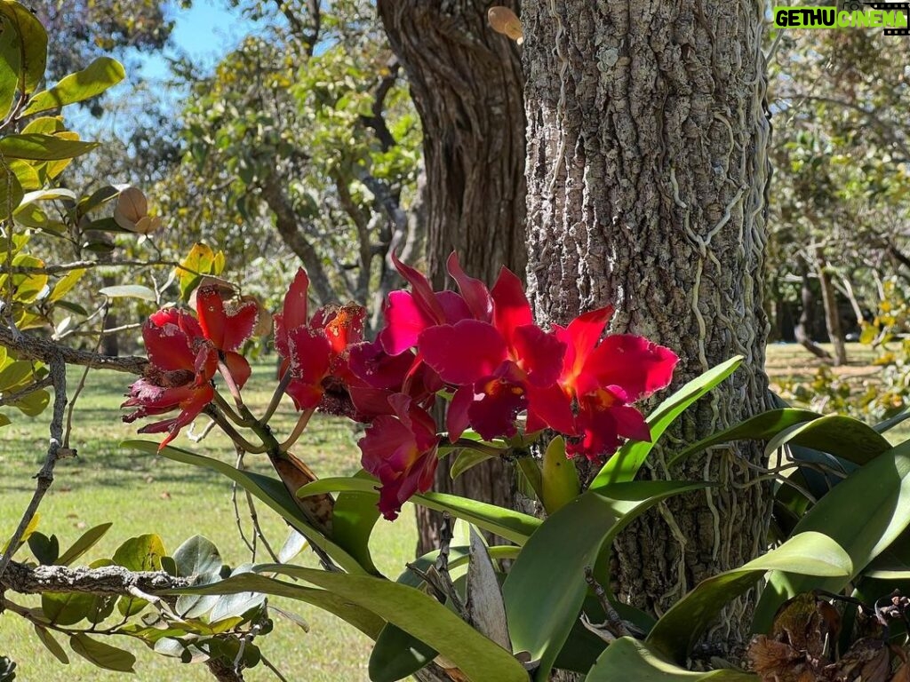 Alexandre Garcia Instagram - Minha homenagem aqui de casa no dia do orquidófilo.