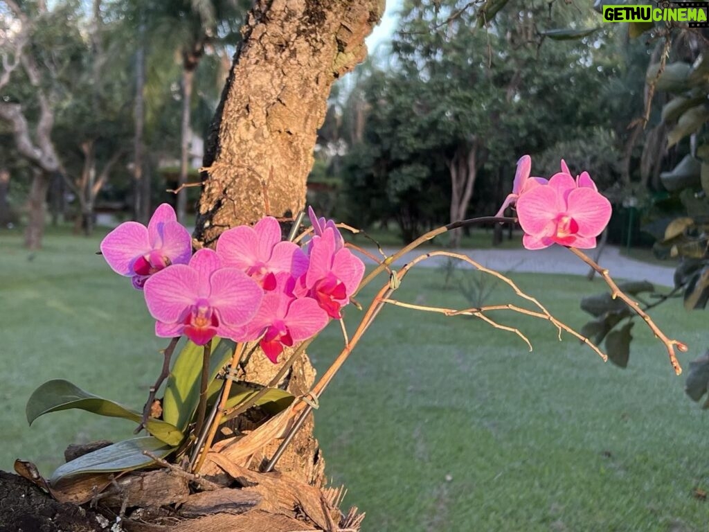 Alexandre Garcia Instagram - Orquídeas ao sol do crepúsculo deste sábado. Aproveite o fim de semana!