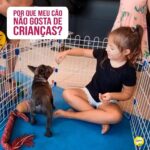 Alexandre Rossi Instagram - É muito comum alguns cães não gostarem de crianças, e isso acontece, na maioria das vezes, pela falta de socialização, ou seja, o cão não teve um contato positivo com crianças na fase de filhote. As crianças costumam brincar, gesticular bastante, gritar e correr de um lado pro outro, e muitas vão na direção dos cães querendo brincar e fazer carinho. Agora imagina a cena: um cão que não foi apresentado e acostumado com esse tipo de comportamento, vê aquele mini-humano “barulhento” correndo na direção dele. Nesse momento, por causa do medo, algumas reações podem acabar surgindo no animal, como latidos, rosnados e dentes à mostra, fazendo a criança se afastar. Pronto, era tudo que o cão queria. Então, ele aprende que latir e rosnar afasta aquilo que gerou medo nele, e assim ele começa a repetir esse comportamento toda vez que vê uma criança. Ou seja, na maioria das vezes, não é que ele “não gosta de crianças”, mas sim que não foi socializado com crianças e sente medo do desconhecido. ➡️ Quer aprender como ensinar seu cão a se dar bem com crianças e pessoas? Vem ser meu aluno. O link dos meus cursos estão na bio. : #alexandrerossi #drpet #comportamentoanimal #agressividade #cachorro #criançasecachorro