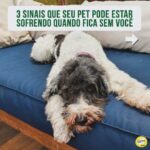 Alexandre Rossi Instagram - Identificou seu pet em algum desses? Se sim, não se desespere! Os cães são animais que gostam de companhia, por isso, muitos acabam sofrendo quando precisam ficar sozinhos. Mas existem estratégias que podem ajudar seu cão e amenizar o problema. Uma delas é associar sua saída a algo que ele goste muito, como um osso de nylon pra roer ou um caça ao petisco. ➡️ E se você quer saber mais sobre o que fazer, venha ser meu aluno no curso “Ansiedade de separação: como treinar meu cachorro pra ficar tranquilo sozinho em casa”. O link está na bio! : #drpet #alexandrerossi#comportamentoanimal #ansiedadedeseparação #cachorro