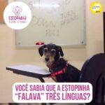 Alexandre Rossi Instagram - Você sabia que um pet pode aprender mais de um idioma? Pois é, a minha querida Estopinha (@estopinharossi) sabia responder comandos em portugues, inglês e japonês. Surpreendente, né?! Ela era muito esperta, aprendia tudo muito rápido. E se quiser saber mais sobre essa história de aprender outros idiomas, confira no Podcast Dr Pet, disponível em todas as plataformas de áudio (coloquei no link da bio!). : alexandrerossi #drpet #podcast #viagemestopinha #estopinha #saudadeestopinha