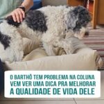 Alexandre Rossi Instagram - Vocês sabem que apesar de toda a energia e disposição, o @barthooficial já é um idoso, né?! Ele já tem alguns problemas de saúde, como uma alteração na coluna, e isso está fazendo com que ele prefira dormir em caminhas mais confortáveis e também usar a rampa pra descer do sofá, em vez de só pular como fazia antes. E como estou sempre preocupado com o bem-estar dele, escolhi duas caminhas bem confortáveis pra ele, a Zee.Bed da @zee_dog e essas duas caminhas lindas da @petz, assim posso deixar elas espalhadas pela casa e ele pode sempre deitar pra relaxar e descansar. Vem conferir mais no vídeo! : #alexandrerossi #drpet #idosos #cachorroidoso #bemestaranimal #velhicepet