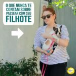 Alexandre Rossi Instagram - A maioria das pessoas que tem um filhote espera as vacinas terminarem, coloca a coleira e a guia e sai pra rua. Mas você sabia que essa não é a melhor forma de começar os passeios? Pois é, a melhor forma é aproveitar o período de socialização dos filhotes, que vai até o 100° dias, pra sair com eles no colo e em locais com poucos cães, ou seja, apresentar o mundo pra ele de forma controlada e positiva. Assim, você evita que ele se torne medroso ou agressivo, pois nesse período ele está mais receptivo a novas experiências. É importante também ensinar dentro de casa a usar o equipamento de passeio, colocando de forma gradual e associando com coisas boas, depois andando com ele pela casa e em locais calmos e só depois realmente saindo pro passeio. Quer saber mais? Vem ser meu aluno no meu curso “Educação de Filhotes”. O link está bio. : #alexandrerossi #drpet #comportamentocanino #filhote #educaçãodefilhote #adestramentointeligente