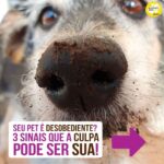 Alexandre Rossi Instagram - E aí, se identificou? rs Pois é, muita gente me procura dizendo que tem um pet desobediente, mas nunca separou um tempo pra educar o pet de uma forma que ele entenda. Precisamos lembrar que eles são como crianças, chegam sem saber o que é certo ou errado, e cabe a nós ensinarmos, com paciência e persistência. Uma dica é: sempre recompense os bons comportamentos do seu pet, de preferência com um petisco. ➡️Quer saber mais sobre como educar seu pet de uma forma simples e eficiente? Vem ser meu aluno no meu curso de educação de cães. O link está bio. : #alexandrerossi #drpet #comportamentoanimal #saudeanimal #alimentosproibidos