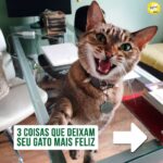 Alexandre Rossi Instagram - E aí, seu gato tem tudo isso no dia a dia dele? Quem tem gato em casa sabe que eles são animais incríveis e cheios de particularidades, e o que mais queremos é que eles sejam felizes. Por isso, hoje eu trouxe 3 coisas que você pode fazer pra que seu gato seja muito feliz! Bom domingo a todos! : #alexandrerossi #drpet #gatos #bemestar #gatolover #gatofeliz #comportamentoanimal