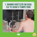 Alexandre Rossi Instagram - Identificou seu pet em algum desses? Se sim, não se desespere! Os cães são animais que gostam de companhia, por isso, muitos acabam sofrendo quando precisam ficar sozinhos. Mas existem estratégias que podem ajudar seu cão e amenizar o problema. Uma delas é associar sua saída a algo que ele goste muito, como um osso de nylon pra roer ou um caça ao petisco. ➡️ E se você quer saber mais sobre o que fazer, venha ser meu aluno no curso “Ansiedade de separação: como treinar meu cachorro pra ficar tranquilo sozinho em casa”. O link está na bio! : #drpet #alexandrerossi#comportamentoanimal #ansiedadedeseparação #cachorro