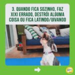Alexandre Rossi Instagram - Identificou seu pet em algum desses? Se sim, não se desespere! Os cães são animais que gostam de companhia, por isso, muitos acabam sofrendo quando precisam ficar sozinhos. Mas existem estratégias que podem ajudar seu cão e amenizar o problema. Uma delas é associar sua saída a algo que ele goste muito, como um osso de nylon pra roer ou um caça ao petisco. ➡️ E se você quer saber mais sobre o que fazer, venha ser meu aluno no curso “Ansiedade de separação: como treinar meu cachorro pra ficar tranquilo sozinho em casa”. O link está na bio! : #drpet #alexandrerossi#comportamentoanimal #ansiedadedeseparação #cachorro