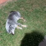Alexandre Rossi Instagram - Vocês lembram do Fumaça, o pai canino da @estopinharossi? Essa semana, estou pensando bastante na Estopinha e também no pai dela, que já está bem velhinho. E recebi algumas fotos e vídeos dele, que a Miriam, tutora dele me mandou… Gente, como ele se parece com a Topa, né?! Eu fiquei emocionado vendo os vídeos dele e lembrando dela. Mas ao mesmo tempo, fiquei triste em saber que ele está mais idosinho e não está mais aguentando fazer tudo que fazia antes e nem tão espertinho. Mas meu coração se enche de amor por saber que ele está sendo muito bem cuidado e ainda está aproveitando o tempinho que tem, assim como foi com a Estopinha, aproveitando até o fim! : #alexandrerossi #drpet #fumaça #paidaestopinha #noticiasdofumaca #saudadeestopinha