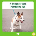 Alexandre Rossi Instagram - Passear com seu cão tem sido difícil? Se sim, saiba que essa é uma dificuldade que a maioria dos tutores enfrenta, e muitos acabam até desistindo de passear. Então, hoje vim te contar 3 erros que você pode estar cometendo com seu cão e que podem estar dificultando ainda mais o passeio com ele. “Mas, Dr Pet, o que faço então?” Comece ensinando seu cão a passear dentro de casa, colocando o equipamento de passeio e ande dentro de casa; e na hora de sair, espere ele se acalmar pra depois ir pra rua. Quer saber mais sobre como ter um cachorro educado? No link da bio, você encontra o acesso aos meus cursos de educação de cães! : #alexandrerossi #drpet #cachorro #puxandonopasseio #passearcomcachorro #adestramentointeligente
