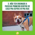 Alexandre Rossi Instagram - Passear com seu cão tem sido difícil? Se sim, saiba que essa é uma dificuldade que a maioria dos tutores enfrenta, e muitos acabam até desistindo de passear. Então, hoje vim te contar 3 erros que você pode estar cometendo com seu cão e que podem estar dificultando ainda mais o passeio com ele. “Mas, Dr Pet, o que faço então?” Comece ensinando seu cão a passear dentro de casa, colocando o equipamento de passeio e ande dentro de casa; e na hora de sair, espere ele se acalmar pra depois ir pra rua. Quer saber mais sobre como ter um cachorro educado? No link da bio, você encontra o acesso aos meus cursos de educação de cães! : #alexandrerossi #drpet #cachorro #puxandonopasseio #passearcomcachorro #adestramentointeligente