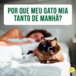 Alexandre Rossi Instagram - Muitos gateiros de plantão têm essa dúvida! A maioria dos gatos mia pela manhã porque estão acostumados a receber comida logo depois que o tutor acorda. Ou seja, começam a miar pedindo comida e, como quase sempre funciona, continuam fazendo, e com o passar do tempo podem começar a miar cada vez mais cedo para testar os seus tutores. “Mas, Dr Pet, o que faço então?” Evite dar comida logo que você levanta e divida a quantidade diária em várias porções, de preferência espalhadas pela casa, em vez de colocar tudo no pote. Assim você tira a associação de que ele vai ganhar comida logo cedo e que ele depende de você para isso, além de estimular seu bichano a fazer exercícios. Ah, e outra coisa importante: ofereça ração úmida só à noite, pra evitar que ele tenha essa comida tão gostosa logo cedo e também te acorde para pedir. 🐱E se você gostou da dica, no meu curso “Como cuidar de gatos”, eu falo sobre isso e outros problemas de comportamento dos felinos. O link está na bio! : #alexandrerossi #drpet #adestramentointeligente #gato #comportamentofelino #comportamentoanimal