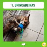 Alexandre Rossi Instagram - E aí, seu gato tem tudo isso no dia a dia dele? Quem tem gato em casa sabe que eles são animais incríveis e cheios de particularidades, e o que mais queremos é que eles sejam felizes. Por isso, hoje eu trouxe 3 coisas que você pode fazer pra que seu gato seja muito feliz! Bom domingo a todos! : #alexandrerossi #drpet #gatos #bemestar #gatolover #gatofeliz #comportamentoanimal