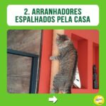Alexandre Rossi Instagram - E aí, seu gato tem tudo isso no dia a dia dele? Quem tem gato em casa sabe que eles são animais incríveis e cheios de particularidades, e o que mais queremos é que eles sejam felizes. Por isso, hoje eu trouxe 3 coisas que você pode fazer pra que seu gato seja muito feliz! Bom domingo a todos! : #alexandrerossi #drpet #gatos #bemestar #gatolover #gatofeliz #comportamentoanimal
