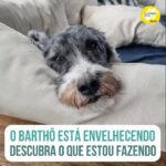 Alexandre Rossi Instagram - O Barthô (@barthooficial) está ficando velhinho e cada dia eu percebo novas mudanças nele com a idade chegando, e apesar de saber que é o ciclo natural da vida, isso me corta o coração. E quis falar um pouquinho sobre essas mudanças e esse luto antecipatório, que aprendi com a querida @espacojoelmaruiz na época do envelhecimento da @estopinharossi. E logo mais, às 18h30, vou fazer uma live pra falar mais sobre o assunto e espero você, pra me contar se já passou por isso e como foi. : #alexandrerossi #drpet #bartho #envelhecimentopet #cachorroidoso #lutopet