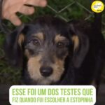 Alexandre Rossi Instagram - Todos sabem que a Estopinha (@estopinharossi) foi adotada, e que eu escolhi ela pra ser minha assistente e companheira de vida. No dia da adoção, fiz vários testes com os cães do abrigo, pra saber quem mais se encaixava no perfil, inclusive um teste de andar de carro. E pasmem, a Topa foi a única que não vomitou no meu carro, rs. Era pra ser ela mesmo! Vem ouvir a história toda no meu podcast! Ele está disponível nas principais plataformas de áudio. : #alexandrerossi #drpet #podcast #podcasrtdrpet #estopinha #comportamentoanimal #adocaodaestopinha