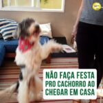 Alexandre Rossi Instagram - Eu sei que quando você chega em casa, seu pet vem te receber superfeliz e com aquela cara de “que bom que você voltou”. Mas apesar de ser quase irresistível, não é uma boa ideia fazer festa pra ele. Isso pode piorar a dependência que ele tem de você, porque esse momento de chegada fica ainda mais excitante, fazendo com que ele fique aguardando esse momento e, enquanto você não chega, ele pode ficar desesperado e sofrer, chorando, latindo ou até errando o xixi e roendo alguma coisa que não deveria. “Mas Dr Pet, o que eu faço então?” Você não precisa ignorar ele, calma! Você pode chegar, dar um “oi” rápido, ir pro quarto, trocar de roupa e só depois dar atenção pra ele pra dar tempo dele se acalmar um pouco. E a mesma coisa serve pra hora de sair, ou seja, não dê aquele tchau dramático. Mas claro, se o seu pet fica bem sozinho, não é muito ansioso e te recebe tranquilo, isso não se aplica ao seu caso! Já me conta aqui se você sabia disso! E se quiser ensinar seu pet a ficar sozinho sem sofrer, vem ser meu aluno no curso “Ansiedade de separação: como treinar meu cachorro pra ficar tranquilo sozinho em casa”. O link está na bio. : #alexandrerossi #drpet #ansiedadedeseparacao #cachorro #cachorroansioso #comportamentoanimal