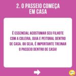 Alexandre Rossi Instagram - A maioria das pessoas que tem um filhote espera as vacinas terminarem, coloca a coleira e a guia e sai pra rua. Mas você sabia que essa não é a melhor forma de começar os passeios? Pois é, a melhor forma é aproveitar o período de socialização dos filhotes, que vai até o 100° dias, pra sair com eles no colo e em locais com poucos cães, ou seja, apresentar o mundo pra ele de forma controlada e positiva. Assim, você evita que ele se torne medroso ou agressivo, pois nesse período ele está mais receptivo a novas experiências. É importante também ensinar dentro de casa a usar o equipamento de passeio, colocando de forma gradual e associando com coisas boas, depois andando com ele pela casa e em locais calmos e só depois realmente saindo pro passeio. Quer saber mais? Vem ser meu aluno no meu curso “Educação de Filhotes”. O link está bio. : #alexandrerossi #drpet #comportamentocanino #filhote #educaçãodefilhote #adestramentointeligente