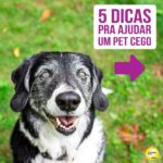 Alexandre Rossi Instagram - Seu pet é cego ou está ficando idoso e perdendo a visão? Muitos tutores ficam preocupados com a perda de visão do pet e não sabem o que fazer pra ajudar. Pensando nisso, hoje trouxe 5 dicas pra você ajudar seu pet que é cego ou já se prevenir caso seu pet seja idoso e possa perder a visão. Vem conferir e já me conta como é aí na sua casa e se tem um pet cego ou idoso! : #alexandrerossi #drpet #cachorrocego #cegueirapet #gatocego #saudeanimal