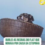 Alexandre Rossi Instagram - Vocês sabem que tenho muitas histórias com a @estopinharossi, e uma delas é que entrei com ela escondida onde eu morava. Pois é, o local não aceitava pet, mas eu não podia deixá-la, então acabei dando um jeitinho até encontrar outro local pra morar, rs. Vem saber a história completa no meu podcast, que está disponível nas principais plataformas de áudio. : #alexandrerossi #drpet #estopinha #historiacomestopinha #podcast #podcastdrpet