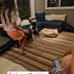 Alexandre Rossi Instagram - Por causa da falta de equilíbrio e da coluna, estamos ensinando ele a não subir na cama e nos sofás. Colocamos várias caminhas. O problema é que ele faz tudo pulando e ainda é automático pular no sofá! Na cama ele já aprendeu!!