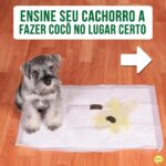 Alexandre Rossi Instagram - Estamos sempre falando sobre o treino para XIXI no lugar certo, mas como fica o cocô? Essa foi uma das perguntas que recebi nos comentários do post sobre xixi. A verdade é que: não existe um treino específico para cocô no lugar! Pois é, vou explicar… Ao recompensarmos o xixi no lugar certo, reforçando aquele local como banheirinho, após um tempo o cão naturalmente vai passar a fazer cocô ali também! Por isso se fala tanto do treino de XIXI. Mas é claro que podemos tentar alguns ajustes para facilitar esse treino do cocô também. Por isso, hoje trouxe algumas dicas! Notem que é o mesmo treino do xixi, adaptado para o cocô, rs! Ah, pegar um cocô e colocar em cima do tapetinho não vai fazer com que o pet aprenda, ok? Pode atrapalhar, porque talvez ele nem queira fazer cocô ali se já estiver sujo! 👇E aí, como está esse treino aí na sua casa? : #alexandrerossi #drpet #adestramentointeligente #dogs #comportamentocanino #comportamentoanimal #treinodexixiparacaes #cocoforadolugar