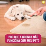 Alexandre Rossi Instagram - A maioria das pessoas dá bronca no pet e percebe que ele continua aprontando… Mas você sabia que isso pode ser culpa sua? Pois é, e o motivo é simples: muita gente dá a bronca na hora errada, ou seja, depois que o pet já fez a arte e até esqueceu o que fez. Ou seja, você chegar do trabalho e encontrar algo destruído e dar bronca, não adianta! Vários estudos já mostram que a bronca fora de hora não adianta e pode até confundir a cabeça do cachorro. Se você está pensando: “Ah, mas ele sabe que fez coisa errada porque faz cara de culpado!”, vim te contar que na verdade ele está apenas reagindo à sua reação, afinal, quando você chega e vê algo destruído, provavelmente muda a sua expressão e ele percebe. Já se ele faz essa cara antes mesmo de você ver algo destruído, ele provavelmente tem memória de um dia você ter chegado, visto e brigado ou até gritado com ele, e está reagindo de acordo com a memória que tem de você chegando em casa. ➡️ Quer saber mais sobre como educar seu pet? Vem ser meu aluno no meu curso de adestramento de cães (Método Adestramento Inteligente). O link está na bio. : #drpet #alexandrerossi #comportamentoanimal #adestramentointeligente #broncas #cachorro