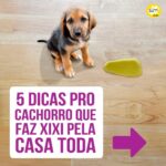 Alexandre Rossi Instagram - Muitos tutores sofrem com o pet que faz xixi pela casa toda, e não sabem o que fazer pra melhorar esse comportamento. Por isso, hoje eu trouxe 5 dicas que podem te ajudar a melhorar esse problema! Mas atenção: é preciso ter paciência, repetir por alguns dias seguidos e também testar várias dessas orientações para entender o que funciona para o seu cachorro! #drpet #adestramentointeligente #xixiforadolugar #cachorro #lovedogs #comportamento #xixierrado