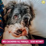 Alexandre Rossi Instagram - Muita gente me diz que o cachorro faz “pirraça’ quando não ganha o que quer, como por exemplo, fazer xixi no lugar errado quando não sai pra passear na hora que ele pede, ou então destruir alguma coisa quando fica sozinho em casa. Mas será mesmo? Na verdade, os cães não fazem pirraça! Alguns estudos já mostram que eles não são capazes de elaborar uma vingança ou de fazer algo por pirraça, pois seria um raciocínio muito complexo para eles. “Mas Dr Pet, então, por que meu cão faz isso?” Podem ter várias causas! Por exemplo: seu pet pode fazer xixi errado porque sabe que isso atrai a sua atenção. Já se ele destrói seus objetos quando fica sozinho, pode ser que esteja sofrendo de ansiedade de separação e busque itens com seu cheiro para ficar mais calmo. Quer saber mais sobre como educar seu cão? Acesse o link da minha bio e conheça a Comunidade Dr Pet! : #alexandrerossi #drpet #comportamentocanino #adestramento #adestramentointeligente #cachorro #cachorrofazendopirraça