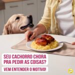 Alexandre Rossi Instagram - Se o seu cachorro faz isso, não se sinta sozinho! Muita gente passa por isso, alguns não conseguem nem dormir ou comer, porque o cão está chorando e pedindo pra sair, pra brincar ou pra fazer xixi. E alguns, quando não atendidos, erram o xixi e cocô ou até destroem algo. Esse comportamento muitas vezes está relacionado ao fato do pet ter entendido que isso chama atenção. Então, provavelmente lá atrás ele chorou ou latiu e na tentativa de fazer ele parar, você fez o que ele queria, e assim ele aprendeu que precisa latir pra ganhar as coisas. E como ele acostumou a ser respondido, quando isso não acontece ele fica frustrado, destruindo algo ou errando xixi e cocô. Pra melhorar isso, a melhor forma é estabelecer limites e regras, ensinar alguns comandos básicos e ensinar outra forma dele ganhar atenção. Por exemplo, dar atenção e carinho quando ele estiver quieto e, quando ele latir, ignorar. : #alexandrerossi #drpet #adestramento #animal #adestramentointeligente