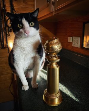 Amanda Seyfried Instagram - @criticschoice collection: Glam, trophy cat, Sho, The Creator, Jeff Bridges says it perfectly