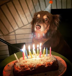 Amanda Seyfried Instagram - I feel the same about my own birthday, Finny. But we’re gonna celebrate you anyway! A full fourteen. The greatest years I never saw coming. (Cake recipe in my stories).