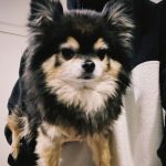 Amber Liu Instagram - Leg 3 is about to begin next week, I’ve been so busy preparing, going to the studio, & hugging jackjack. We’re hitting 16 cities this leg!! I’m so excited to finally come to Australia for the first time, what are some must-eats and must-sees lmk down below!!! #NoMoreSadSongsTour