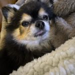 Amber Liu Instagram - JackJack appreciation post♥️ all hail King JackJack 🙌👑🐶