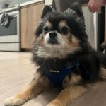 Amber Liu Instagram - JackJack appreciation post♥️ all hail King JackJack 🙌👑🐶