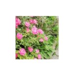 Amber Portwood Instagram - Just like flowers we get another chance to bloom. These flowers remind me daily that it takes time to grow and blossom. #yourtimeiscoming #seasonschange #pinkflowers #outsidetakingpictures #nature #flowerpower #mygarden #nature #amberportwood #amberportwoodmtv My Garden :)