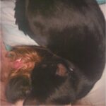 Amber Portwood Instagram - It’s a Luna Moon day! Relaxing and snuggling 🐈‍⬛ #weekendsnuggle