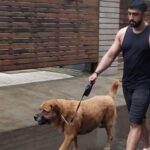 Amit Sadh Instagram - We have lost Liam today Don’t know how Cocca and Brando will miss him , but I will ! He was the love of my life and the best soul I have ever come across in my life .. Thank you Liam for the best 13 years of my life! RIP Liam.