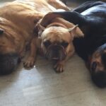 Amit Sadh Instagram - We have lost Liam today Don’t know how Cocca and Brando will miss him , but I will ! He was the love of my life and the best soul I have ever come across in my life .. Thank you Liam for the best 13 years of my life! RIP Liam.