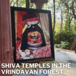 Anagha Bhosale Instagram - TEMPLES OF LORD SHIVA IN THE VRINDAVAN FOREST AT GOVARDHAN ECO VILLAGE  Vajranabh, the grandson of Lord Krishna, installed 5 Principle Mahadevs, forms of Lord Shiva, in 5 different areas of Vrindavan to preside over. 1. Gopeshwar Mahadev in Vrindavan 2. Kameshwara Mahadev in Kamyavan 3. Bhuteswar Mahadev in Mathura 4. Nandeshwar Mahadev in Nandgaon 5. Chakaleswar Mahadev at Govardhan Being the kshetra pal of the Dham, it is only by his mercy that one can enter the Dham. At Govardhan Eco Village, we have installed the places of Gopeshwar Mahadev, Bhuteshwar Mahadev, Nandeshwar Mahadev and Chakleshwar Mahadev. The story of Gopeshwar Mahadev is that Lord Shiva wanted to renounce everything to take on the mood of a gopi. Through his supreme wisdom, yogic vision, and ultimate knowledge, he understood that there is no higher spiritual experience of love than that of the gopis. He was told, “If you want to enter the Rasalila, you must take the female form of a gopi.” He then took his bath in Mansarovar, which was filled with the tears of Srimati Radharani’s love. When Lord Shiva took his bath, he came out with the bhava and the form of a gopi. He was given the service of being the guardian of the Rasalila in the form of Gopeshwar Mahadev. Sanatana Goswami was living near the Chakleshwar Mahadeva area in Govardhan. He decided to leave for a more suitable place to perform his devotional service, as many mosquitoes would disturb his service. Lord Shiva could not bear the thought of separation from Sanatana Goswami, so he appeared in the form of a brahmana and asked Sanatana to just wait for a day, and if the mosquitoes would still trouble him the next day, he could leave. Sanatana agreed, and Lord Siva called for the demigod in charge of the mosquitoes and gave him an order: "Don’t allow any of your insects to disturb Sanatana Goswami." From that day on, no mosquitoes bothered Sanatana Goswami. Let's offer our prayers to the destroyer, Lord Shiva, who destroys all the obstacles in our service to Lord Krishna. #Shiva #shiv #mahashivratri #mahashivratri2024 #govardhanecovillage
