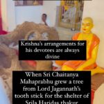 Anagha Bhosale Instagram - Siddha Bakula is located behind Kashi Mishra house. Sri Caitanya Mahaprabhu personally arranged for Srila Haridasa Thakura to reside at this place. Siddha Bakula is the bhajana kutir of Haridasa Thakura, the place where he chanted 3,00,000 names of Krishna daily. . Sri Chaitanya requested Haridasa, “Remain here and chant the Hare Krishna maha-mantra. I shall personally come here to meet you daily. Remain here peacefully, and look at the cakra on top of Lord Jagannath’s temple and offer obeisances. As far as your Prasadam, I shall arrange to have that sent here.” . In order to provide shade for Thakur Haridasa, Sri Chaitanya planted a used tooth stick of Lord Jagannath. All of a sudden it grew up and appeared as a great shade tree. Rupa Gosvami recited Lalitha Madhava and Vidagdha Madhava under this tree before Sri Gauranga and his followers. During his stay Sanatana Gosvami lived with Haridasa Thukura here. Haridasa Thakur left his body here and Lord Chaitanya danced in ecstasy here. . Hollow trunk of the Siddha Bakul tree (STORY TIME) In course of time, the King of Orissa ordered his officers to cut down the tree here in order to construct Lord Jagannatha’s Ratha yatra cart. Big amount of wood is needed, since the carts are about 13 m high and each year new ones are constructed. They come to cut this tree but Srila Jagannatha Gosvami objected, informing them that the tree had been planted by Sri Caitanya Mahaprabhu for giving shade to Haridasa Thakura. But they refused and decided to cut this tree in the next day. Overnight, the tree becomes hollow. The trunk remained standing, but its insides were empty. The next morning when the royal officers came they found the tree hollow and returned without cutting it. . The tree was not ordinary tree, having been used as a toothbrush for Lord Jagannatha, and then planted in the ground by Mahaprabhu’s own hand, and acting as shelter for Nama Acharya Srila Haridasa Thakura. The Tree had attained perfection, Siddha, and from that day on was known as the Siddha Bakula by all the local people. People tie stones to this kalpa-taru (wish-fulfilling tree) and make their wishes.